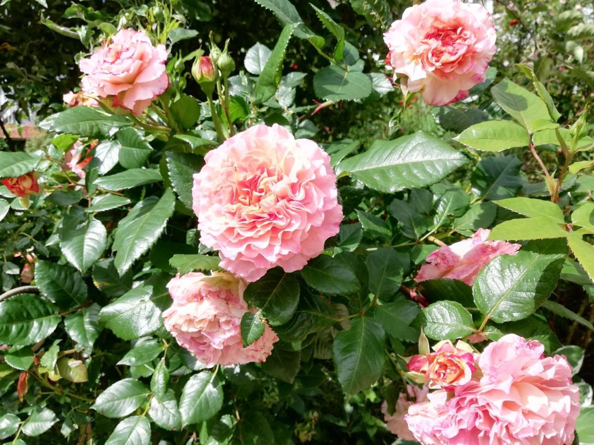 B&B Rosenliebe Niedereschach Exteriör bild